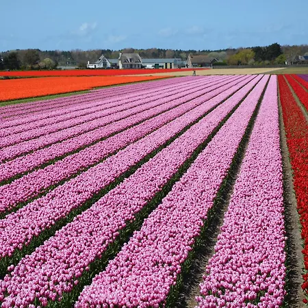 Noordwijk Near The *