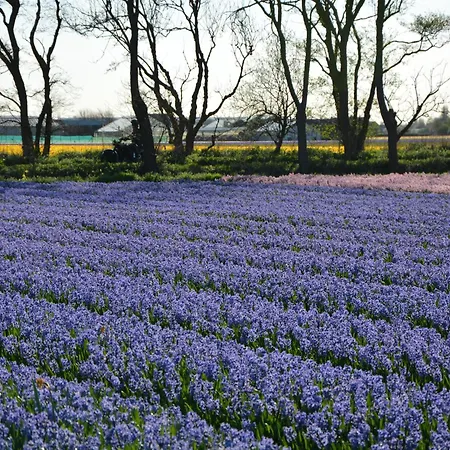 Noordwijk Near The Vakantiehuis *
