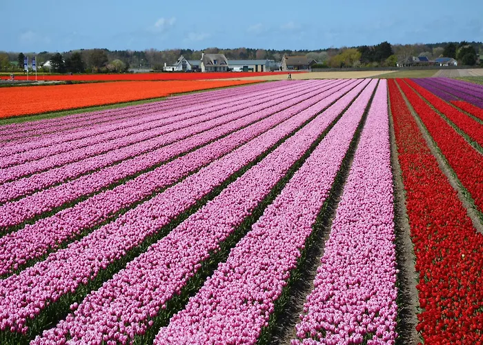 Noordwijk Near The *